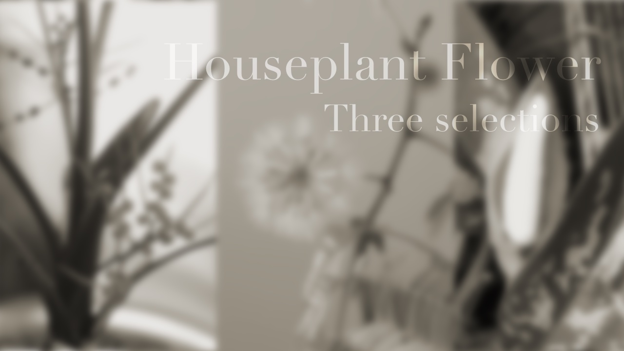 我が家で見られる観葉植物の花4選 ハイドロカルチャーでも花は咲く ハイプラ