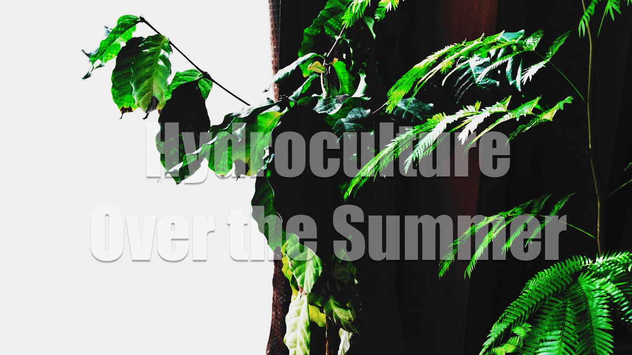 ハイドロカルチャーで育てる観葉植物の夏越し対策3選 特有の問題とその解決方法 ハイプラ