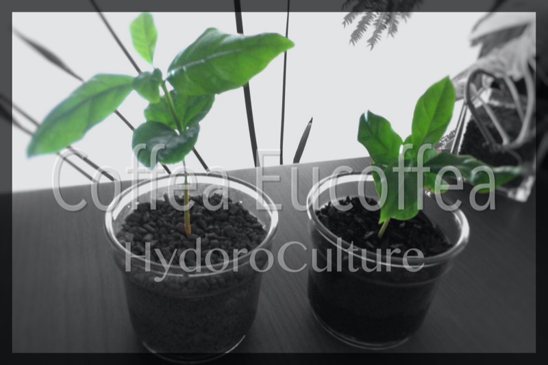 コーヒーの木の苗木をハイドロカルチャーへ 土植えの植物をハイドロカルチャーへ植え替える方法 ハイプラ