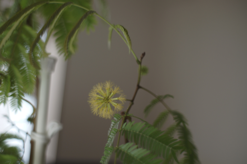 ハイドロカルチャーで育てたエバーフレッシュに今年も花が咲きました 2019