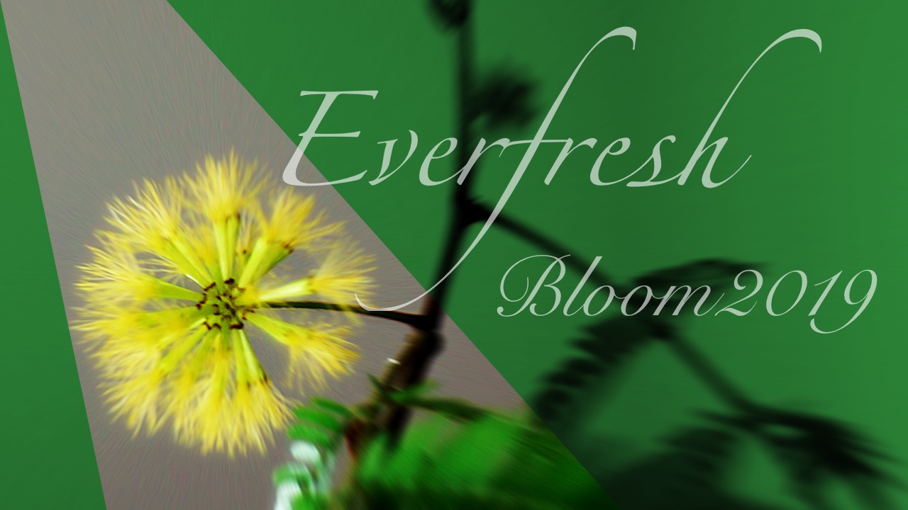 ハイドロカルチャーで育てたエバーフレッシュに今年も花が咲きました 19