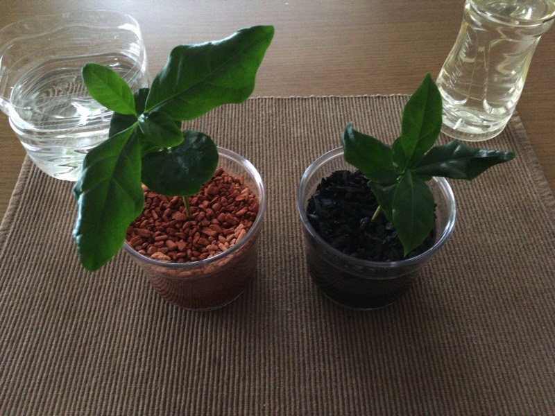 コーヒーの木の苗木をハイドロカルチャーへ 土植えの植物をハイドロカルチャーへ植え替える方法